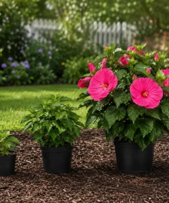 Luna Rose Hibiscus Live Plant 4-6 Inches Tall, Pink Flowering Perennial for Garden & Patio - Image 6