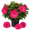 Luna Rose Hibiscus Live Plant 4-6 Inches Tall, Pink Flowering Perennial for Garden & Patio - Image 1