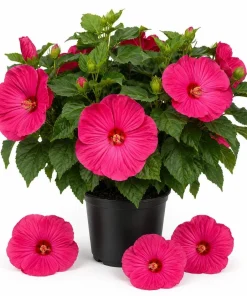 Luna Rose Hibiscus Live Plant 4-6 Inches Tall, Pink Flowering Perennial for Garden & Patio - Image 1