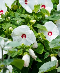 Luna White Hardy Hibiscus Flower Seeds - 25 Seeds - Zones 5-11 - Image 2