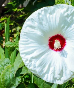 Luna White Hardy Hibiscus Flower Seeds - 25 Seeds - Zones 5-11 - Image 3