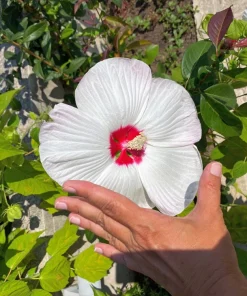 Luna White Hardy Hibiscus Flower Seeds - 25 Seeds - Zones 5-11 - Image 4