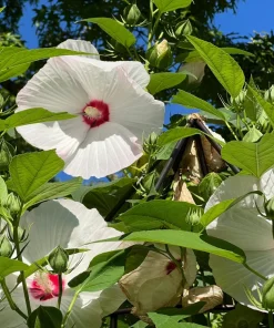 Luna White Hardy Hibiscus Flower Seeds - 25 Seeds - Zones 5-11 - Image 5