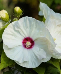Luna White Hardy Hibiscus Flower Seeds - 25 Seeds - Zones 5-11 - Image 6