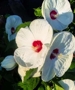 Luna White Hardy Hibiscus Flower Seeds - 25 Seeds - Zones 5-11 - Image 7