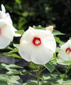 Luna White Hardy Hibiscus Flower Seeds - 25 Seeds - Zones 5-11 - Image 8