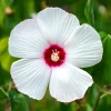 Luna White Hardy Hibiscus Flower Seeds - 25 Seeds - Zones 5-11 - Image 1