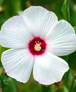 Luna White Hardy Hibiscus Flower Seeds - 25 Seeds - Zones 5-11 - Image 1