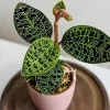Macodes Petola Jewel Orchid Live Plant - Rare Lightning Houseplant - Image 1