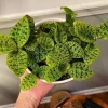 Macodes Petola Live Plant – Lightning Jewel Orchid – Rare Houseplant - Image 1