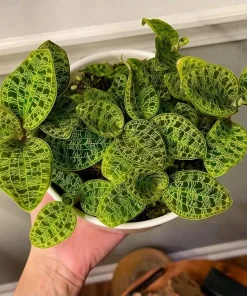 Macodes Petola Live Plant – Lightning Jewel Orchid – Rare Houseplant - Image 1