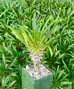 Madagascar Palm Live Plant – Rare Succulent in 3 inch Pot – Indoor/Outdoor - Image 2