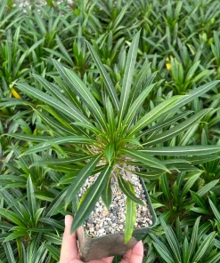 Madagascar Palm Live Plant – Rare Succulent in 3 inch Pot – Indoor/Outdoor - Image 3