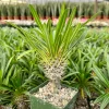 Madagascar Palm Live Plant – Rare Succulent in 3 inch Pot – Indoor/Outdoor - Image 1