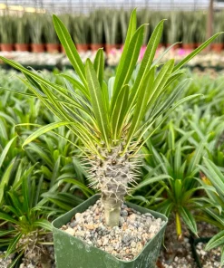 Madagascar Palm Live Plant – Rare Succulent in 3 inch Pot – Indoor/Outdoor - Image 1