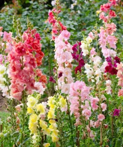 Madame Butterfly Snapdragon Seeds - 25 Seeds, Mixed Double Blooms - Image 2