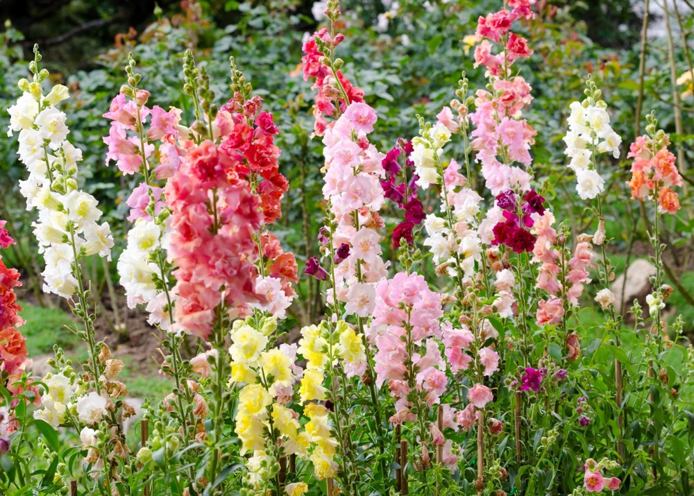 Madame Butterfly Snapdragon Seeds - 25 Seeds, Mixed Double Blooms - Image 2