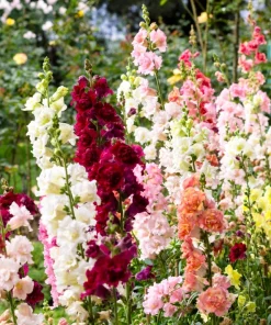 Madame Butterfly Snapdragon Seeds - 25 Seeds, Mixed Double Blooms - Image 3