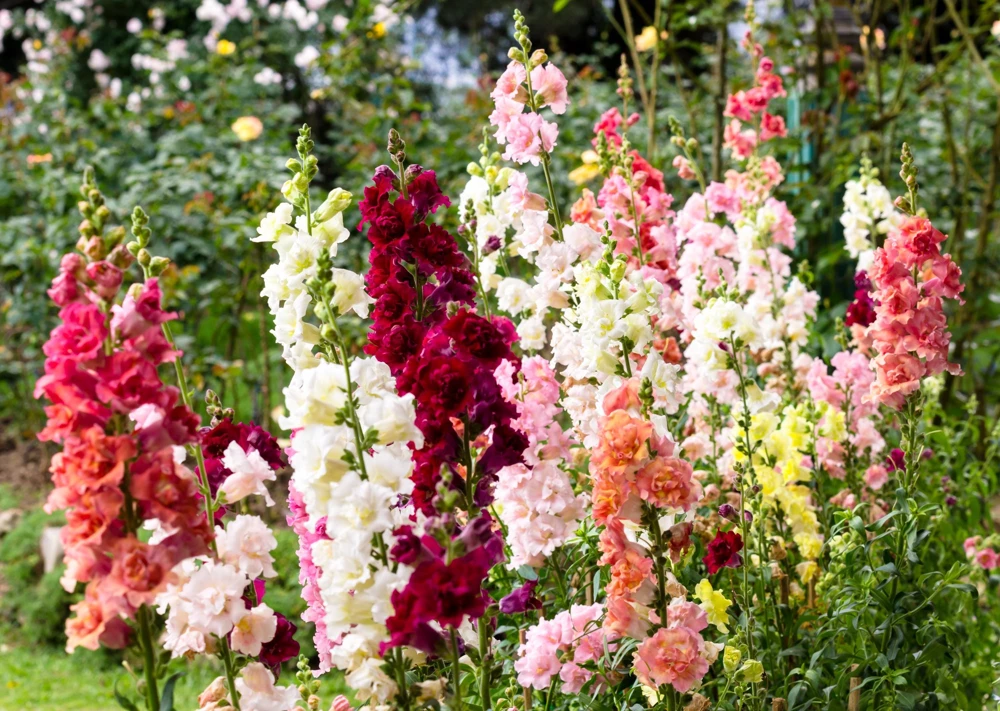 Madame Butterfly Snapdragon Seeds - 25 Seeds, Mixed Double Blooms - Image 3