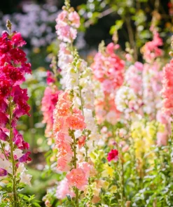 Madame Butterfly Snapdragon Seeds - 25 Seeds, Mixed Double Blooms - Image 4