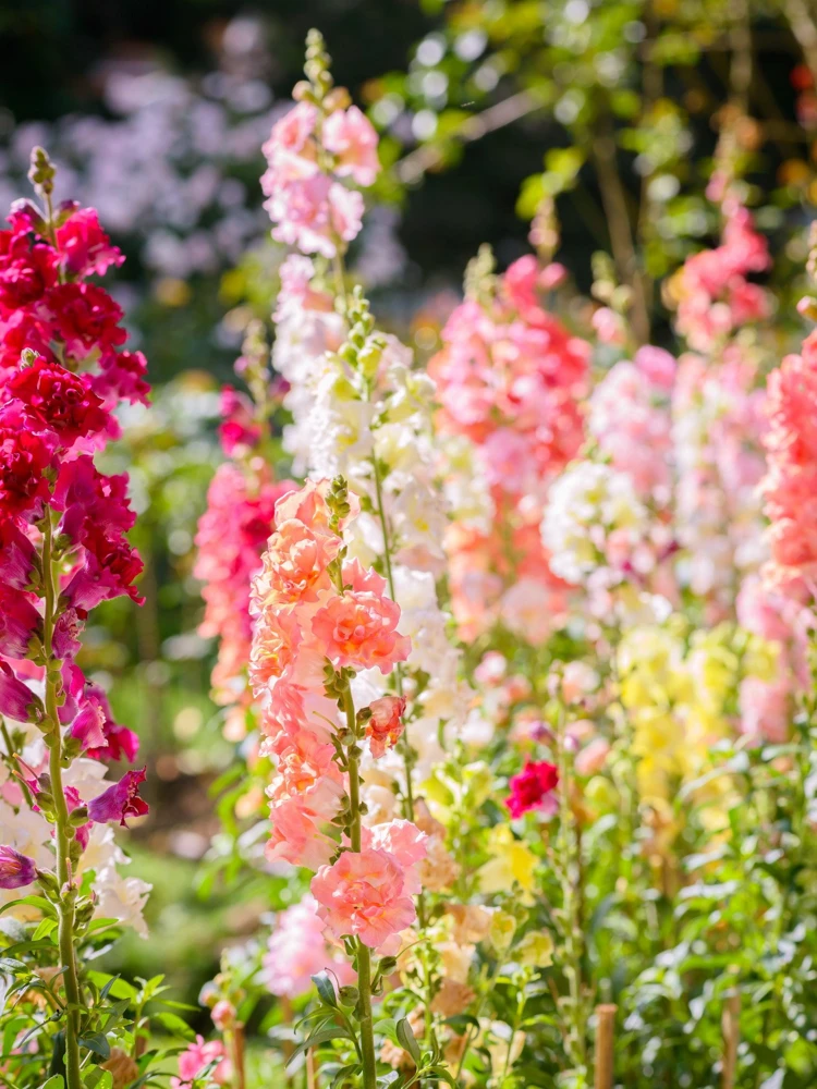 Madame Butterfly Snapdragon Seeds - 25 Seeds, Mixed Double Blooms - Image 4