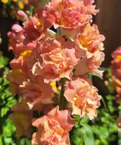 Madame Butterfly Snapdragon Seeds - 25 Seeds, Mixed Double Blooms - Image 5
