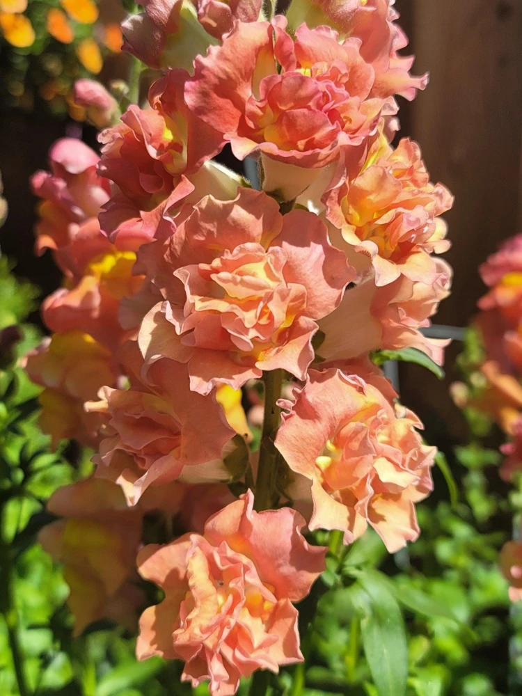 Madame Butterfly Snapdragon Seeds - 25 Seeds, Mixed Double Blooms - Image 5