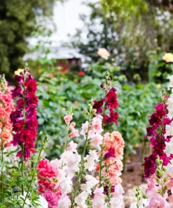 Madame Butterfly Snapdragon Seeds - 25 Seeds, Mixed Double Blooms - Image 6
