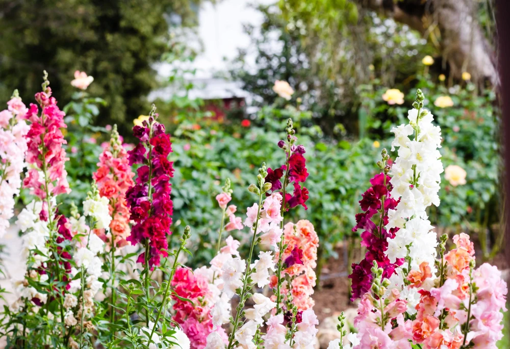 Madame Butterfly Snapdragon Seeds - 25 Seeds, Mixed Double Blooms - Image 6