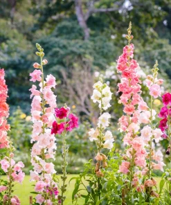 Madame Butterfly Snapdragon Seeds - 25 Seeds, Mixed Double Blooms - Image 7