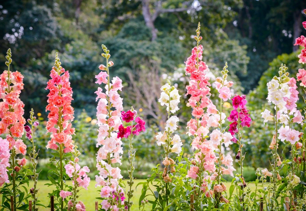 Madame Butterfly Snapdragon Seeds - 25 Seeds, Mixed Double Blooms - Image 7