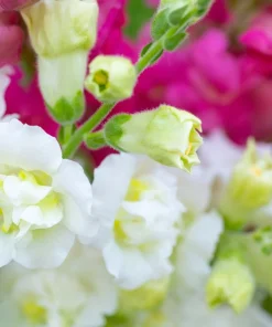 Madame Butterfly Snapdragon Seeds - 25 Seeds, Mixed Double Blooms - Image 8