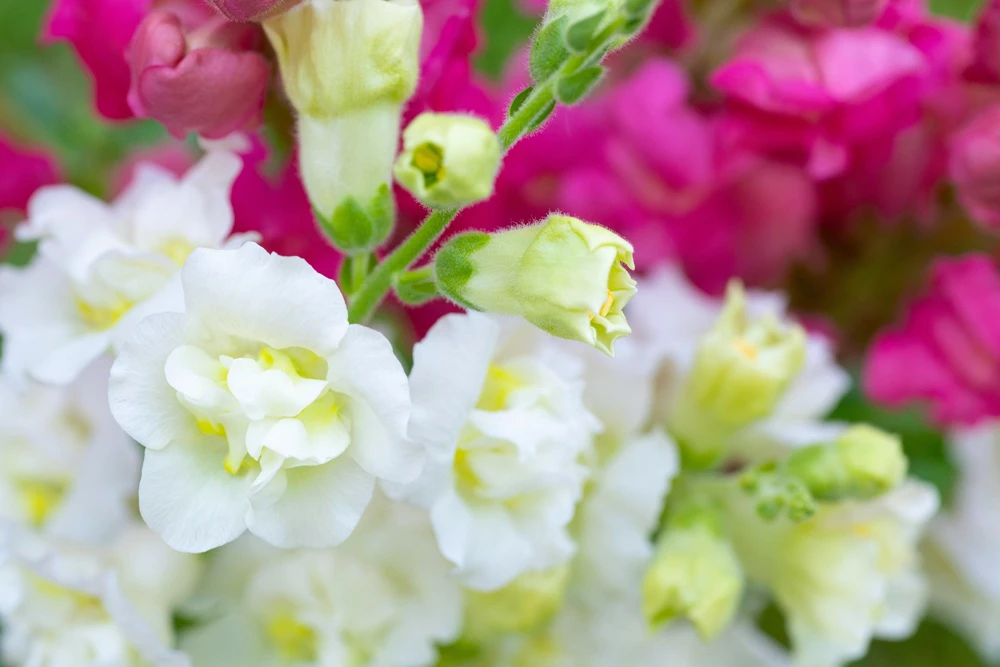 Madame Butterfly Snapdragon Seeds - 25 Seeds, Mixed Double Blooms - Image 8