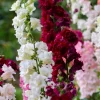 Madame Butterfly Snapdragon Seeds - 25 Seeds, Mixed Double Blooms - Image 1