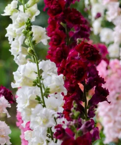 Madame Butterfly Snapdragon Seeds - 25 Seeds, Mixed Double Blooms - Image 1