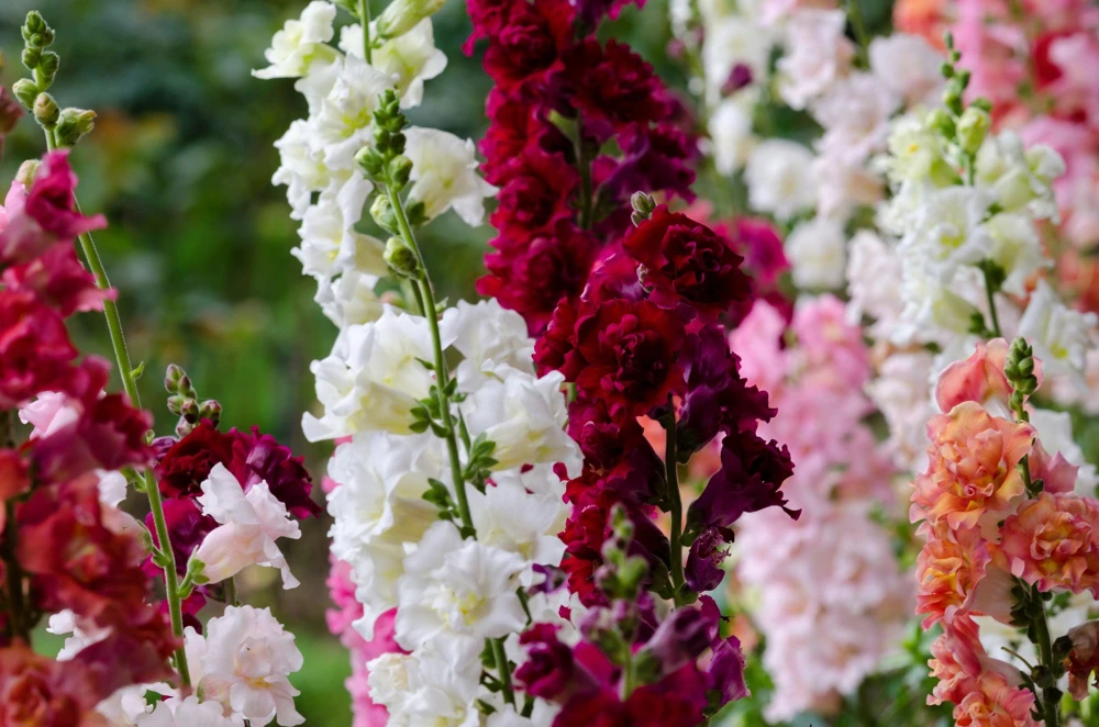 Madame Butterfly Snapdragon Seeds - 25 Seeds, Mixed Double Blooms - Image 1