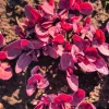 Magenta Magic Orach Seeds - 150 Count Red Leaf Vegetable Greens - Atriplex Hortensis - Image 1