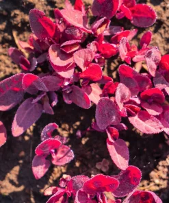 Magenta Magic Orach Seeds - 150 Count Red Leaf Vegetable Greens - Atriplex Hortensis - Image 1