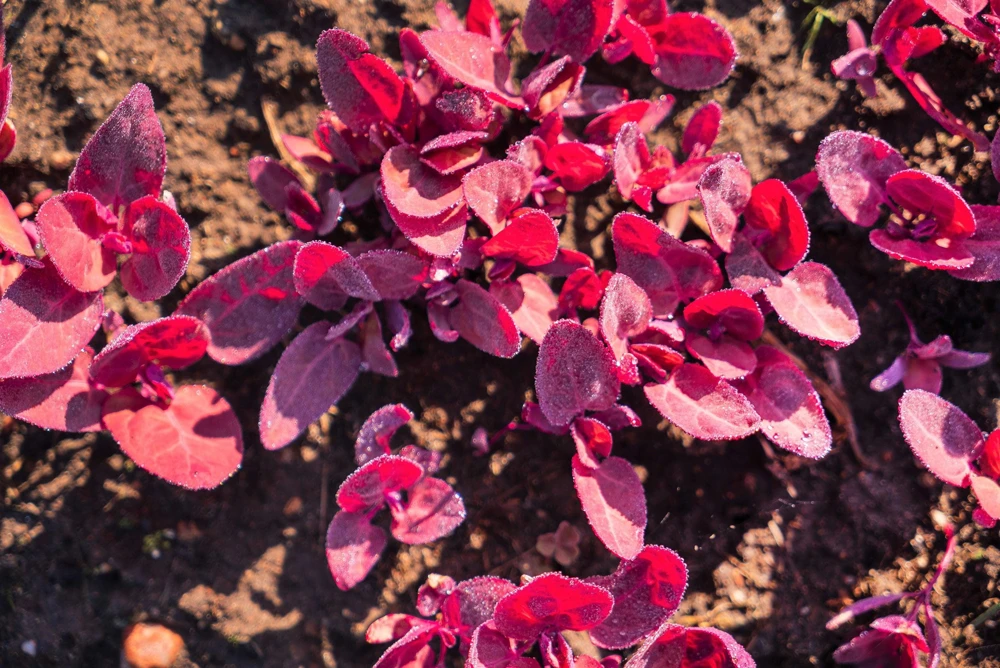 Magenta Magic Orach Seeds - 150 Count Red Leaf Vegetable Greens - Atriplex Hortensis - Image 1