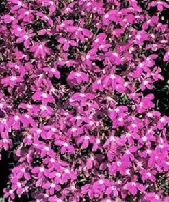 Magenta Pink Lobelia Regatta Flower Seeds - 200 Seeds Trailing Annual - Image 2