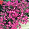 Magenta Pink Lobelia Regatta Flower Seeds - 200 Seeds Trailing Annual - Image 1