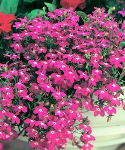 Magenta Pink Lobelia Regatta Flower Seeds - 200 Seeds Trailing Annual - Image 1