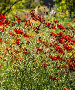 Mahogany Midget Coreopsis Seeds - Red Dwarf Flower, 50 Seeds - Image 2