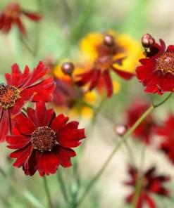Mahogany Midget Coreopsis Seeds - Red Dwarf Flower, 50 Seeds - Image 3