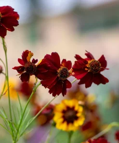 Mahogany Midget Coreopsis Seeds - Red Dwarf Flower, 50 Seeds - Image 4