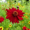 Mahogany Midget Coreopsis Seeds - Red Dwarf Flower, 50 Seeds - Image 1
