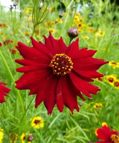 Mahogany Midget Coreopsis Seeds - Red Dwarf Flower, 50 Seeds - Image 1