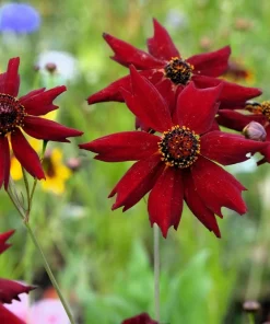Mahogany Midget Coreopsis Seeds - Red Dwarf Flower, 50 Seeds - Image 5