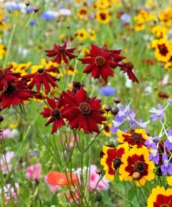 Mahogany Midget Coreopsis Seeds - Red Dwarf Flower, 50 Seeds - Image 6
