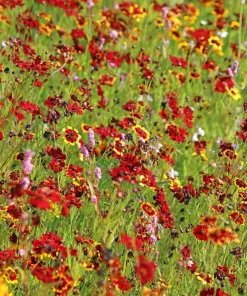 Mahogany Midget Coreopsis Seeds - Red Dwarf Flower, 50 Seeds - Image 7